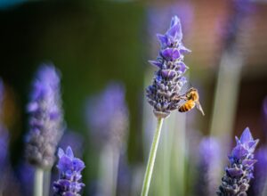 Reben, die Bienen anziehen