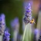 Reben, die Bienen anziehen