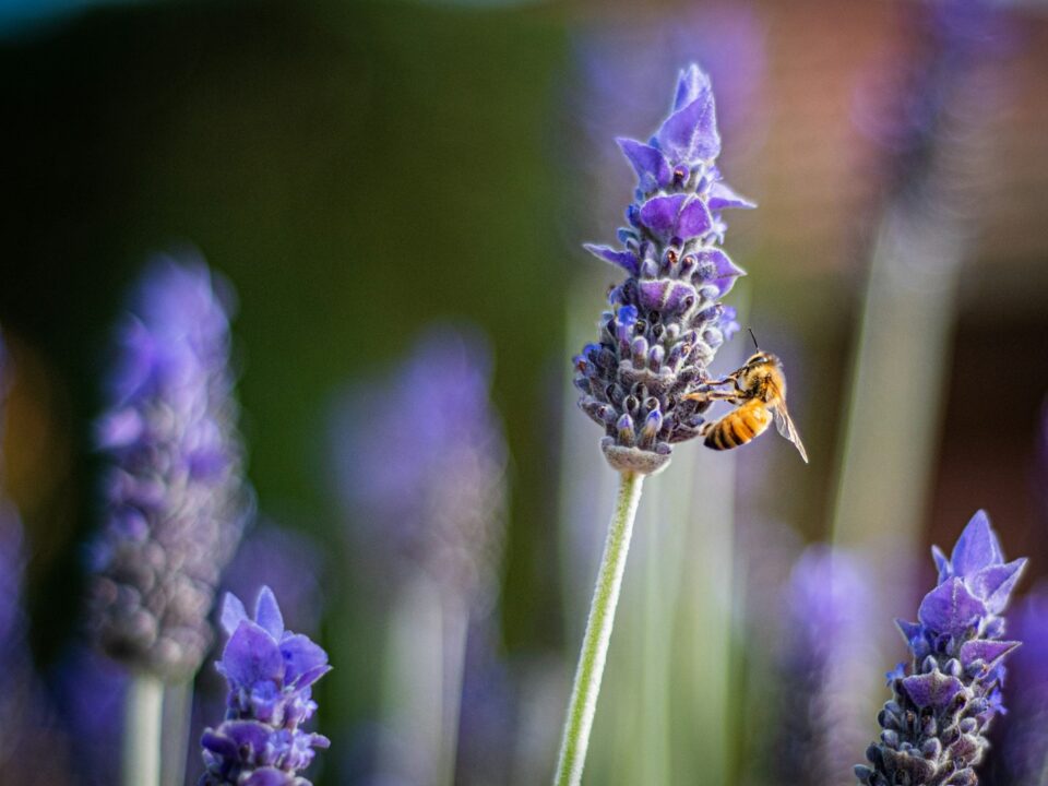 Reben, die Bienen anziehen