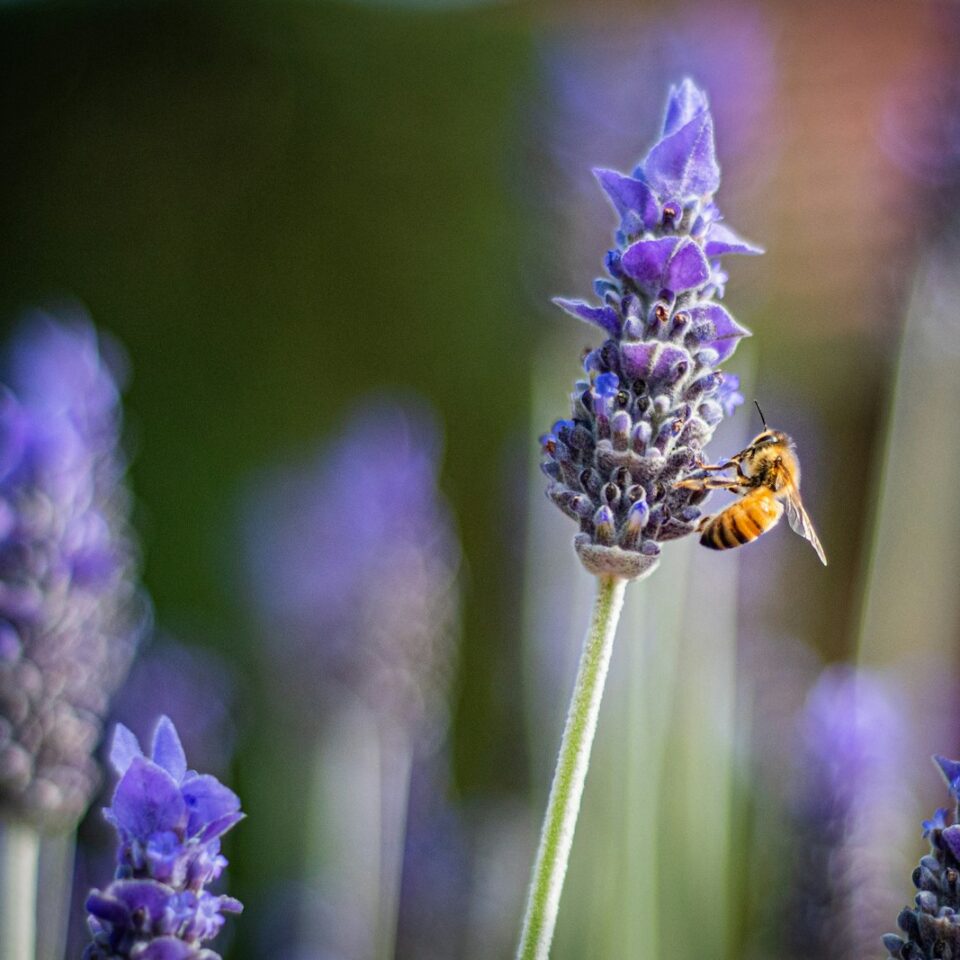 Reben, die Bienen anziehen