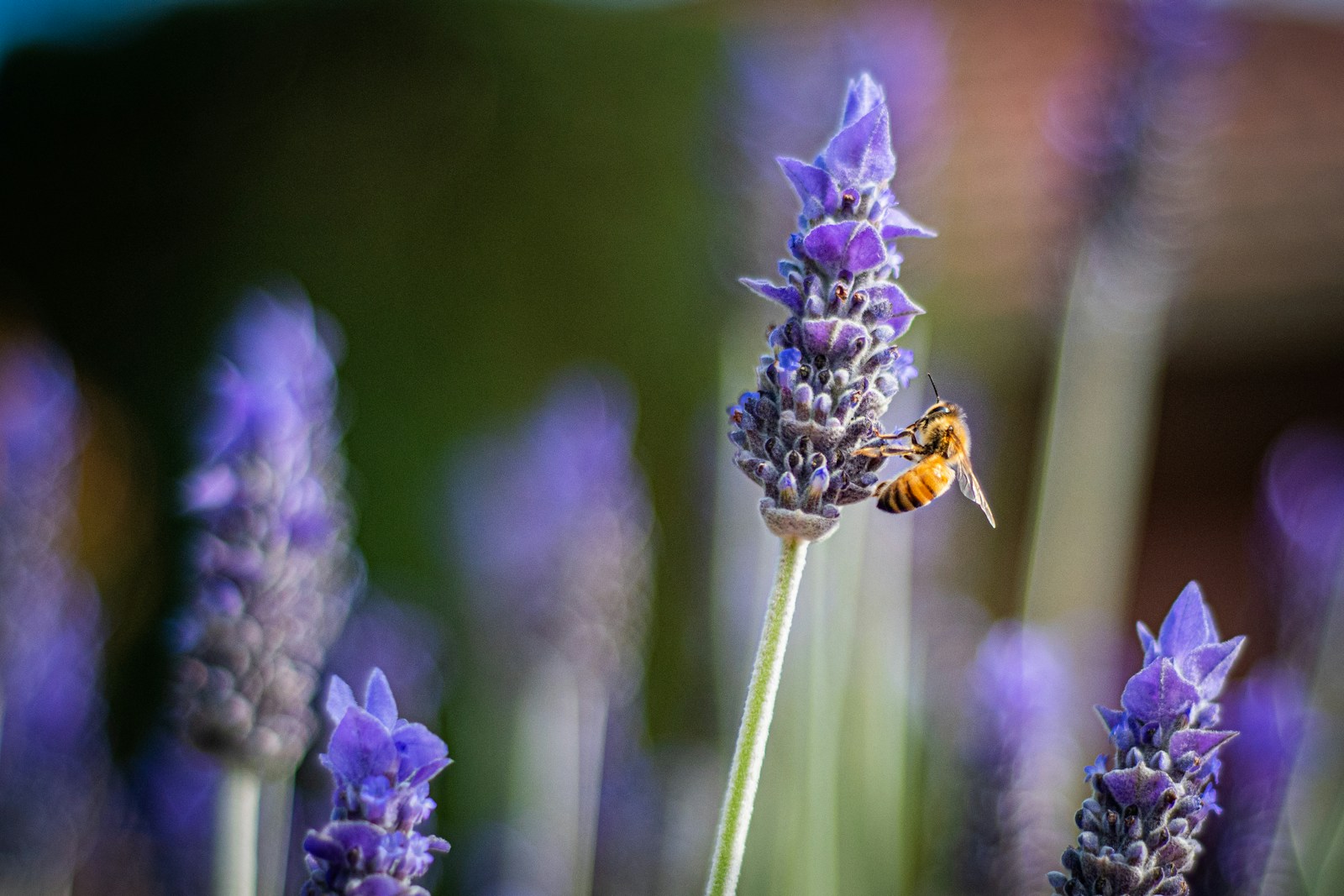 Reben, die Bienen anziehen