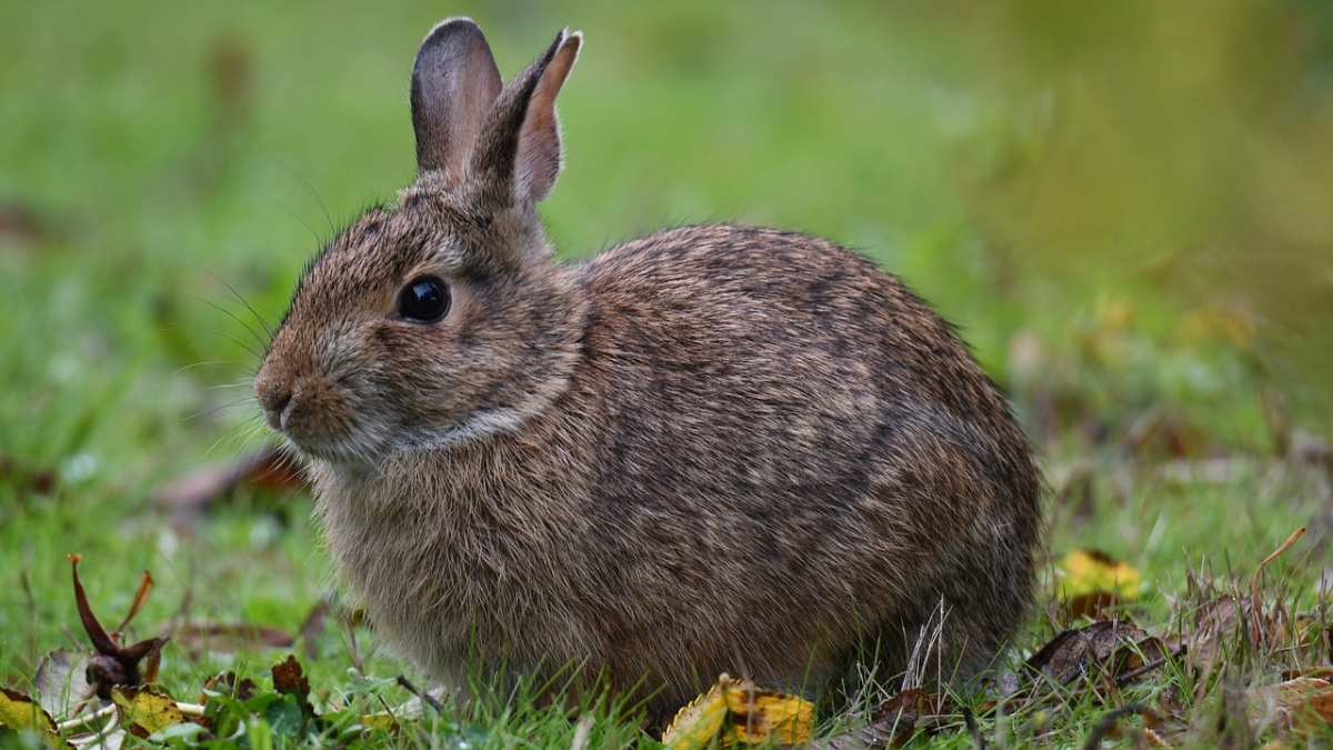 Tipos de conejos en Texas
