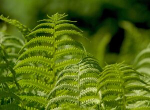 Árboles Nativos con K