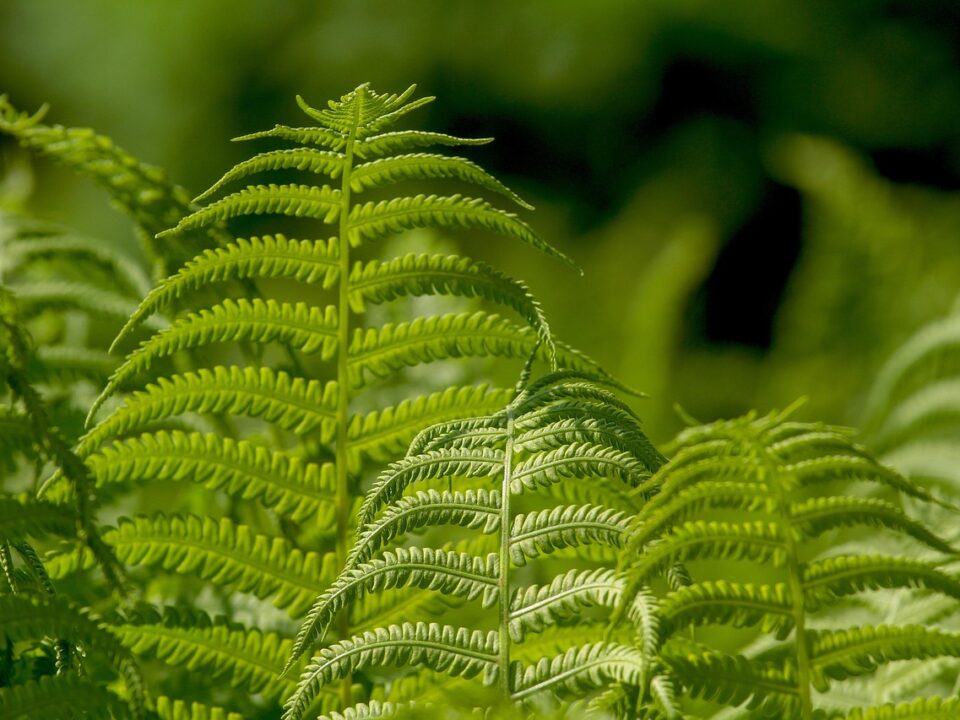 Árboles Nativos con K