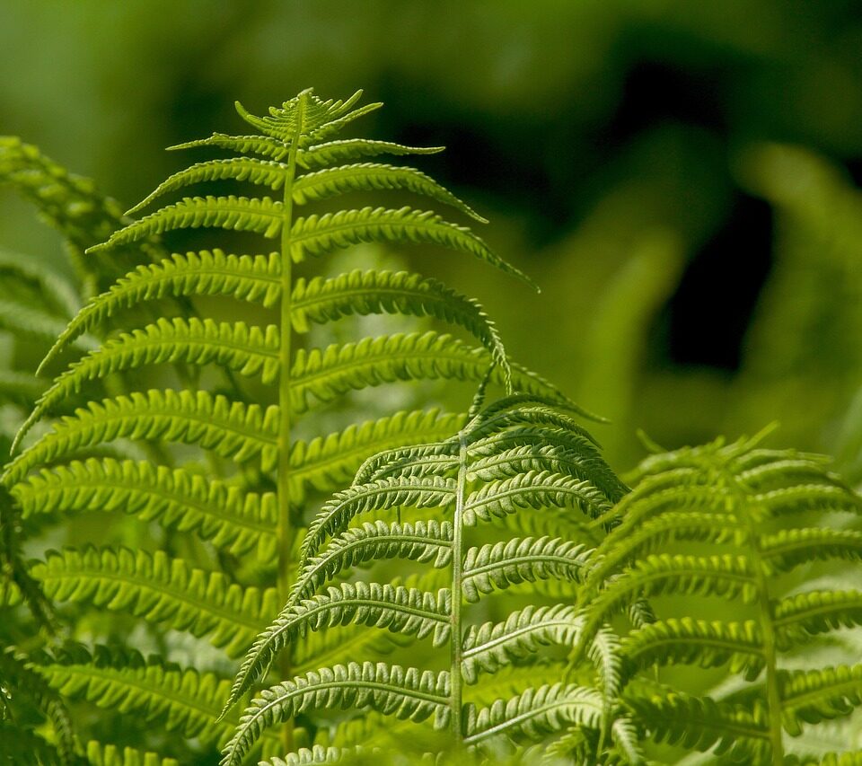 Árboles Nativos con K