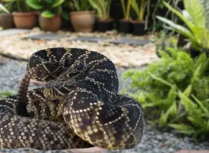 Animales venenosos en California