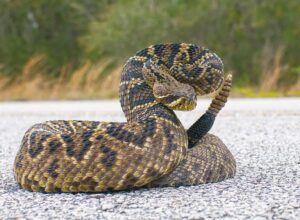 Los 25 Animales Venenosos en Florida: Qué Son, Dónde Viven y Qué Hacer si te Pican