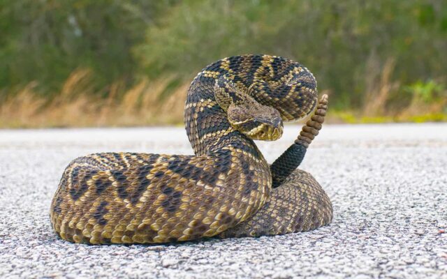 Los 25 Animales Venenosos en Florida: Qué Son, Dónde Viven y Qué Hacer si te Pican